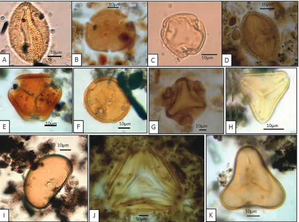 FIGURA  2  –  Fotomicrografias  dos  principais  tipos  polínicos  e  esporos  identificados  nas  amostras
