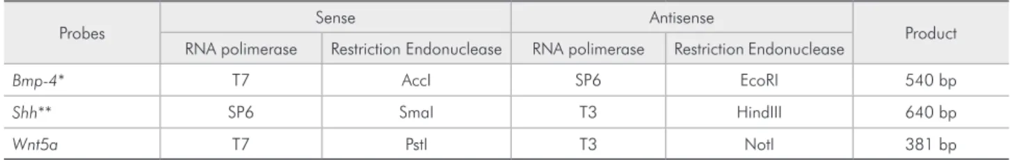Table 1 - In situ hibridization probes according to orientation, RNA polimerase and restriction endonuclease.