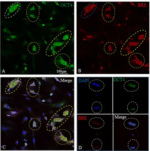 Figure 5. BRE and OCT4 expression in ESCs. (A–C) In the presence of LIF, BRE and OCT4 were strongly co-expressed in undifferentiated ESCs (yellow dotted outlines)