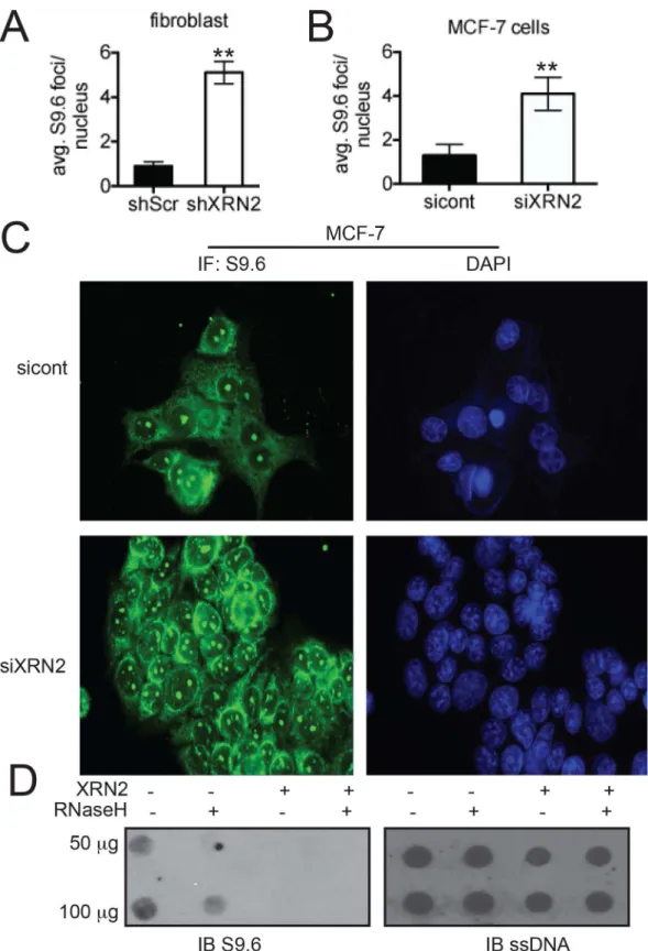 Fig 5. XRN2-deficient cells display-increased amounts of R loops. (A-C) Basal levels of R loops were monitored and quantitated by immunofluorescence with S9.6 antibody in shXRN2 and shScr fibroblasts and  MCF-7 cells transfected with a siRNA control (sicon
