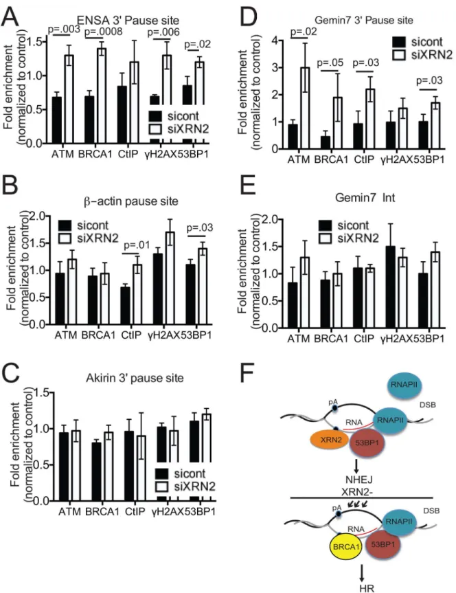 Fig 7. DDR regulators accumulate at the 3 ’ end of genes after XRN2 loss. (A-E) Accumulation of the DNA damage regulators, ATM, BRCA1, γ-H2AX, 53BP1, and CtIP, was monitored at the 3’ pause sites of the ( A ) ENSA , ( B ) β -actin , ( C ) Akirin , 1 (D) Ge