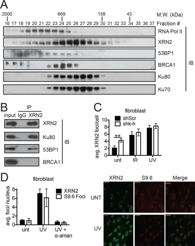 Fig 1. XRN2 is a DNA damage-responsive factor. (A) To interrogate potential in vivo XRN2-interacting partners, exponentially growing HeLa cells were collected and lysed for FPLC analyses
