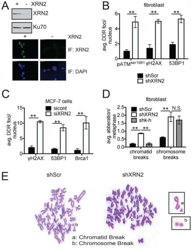 Fig 2. Loss of XRN2 leads to increased DSB formation and genomic instability. (A) Steady state levels of XRN2 protein in shScr (+) compared to shXRN2 (-) fibroblast cells were monitored by western blotting and immunofluorescence