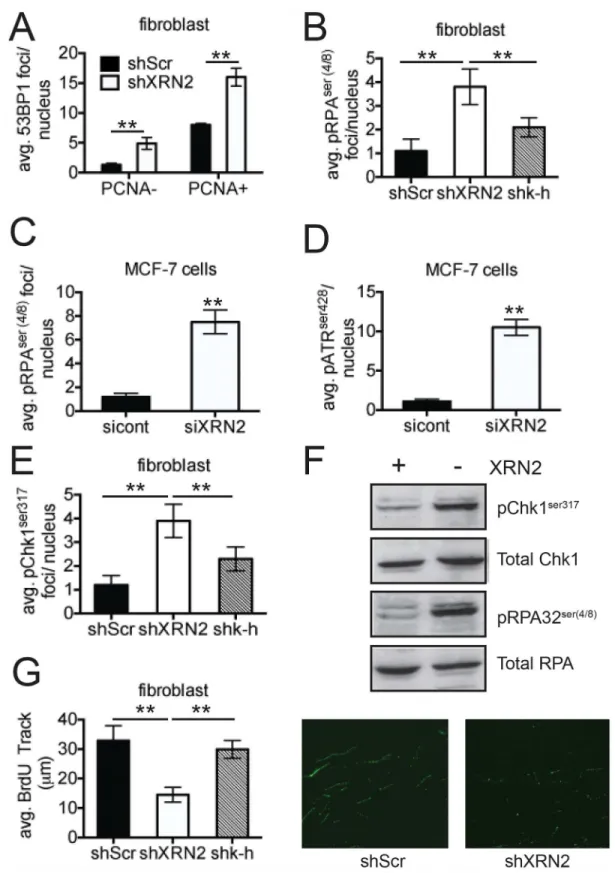 Fig 4. Loss of XRN2 leads to increase amounts of replication stress. ( A ) Basal levels of 53BP1 were monitored in PCNA positive cells, an S-phase indicator, in shXRN2 and shScr cells by immunofluorescence (IF)