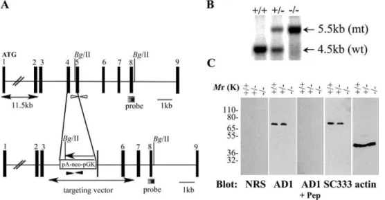 Figure 2. Generation of Sam68-Deficient Mice