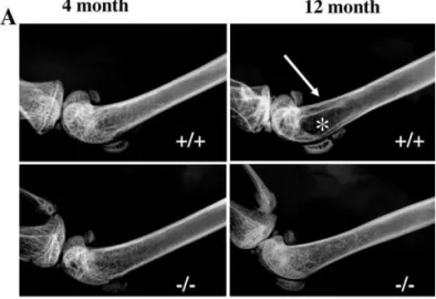 Figure 3. Radiologic Assessment of the Femur of Young and Old Sam68 þ / þ and Sam68  /  Mice
