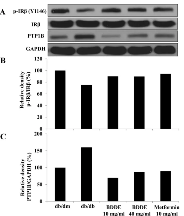 Fig 7. Enhancement effects of BDDE on the insulin receptor β (IRβ) phosphorylation and PTP1B expression in the muscle of db/db mice