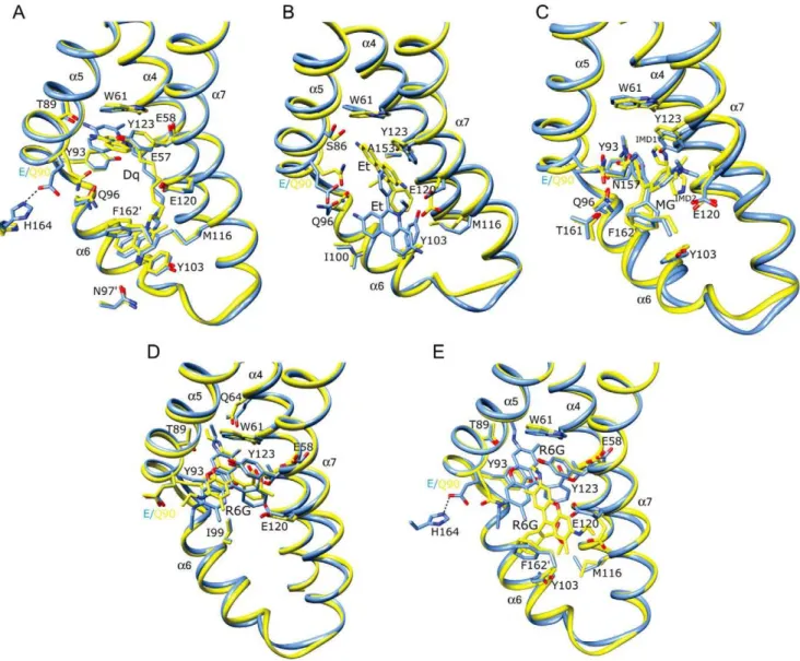 Figure 2. Multidrug binding by QacR(E90Q). A - E) Superimpositions of the structures of the multidrug-binding pockets of wild type (wt) QacR- QacR-drug (light blue) and the corresponding QacR(E90Q)-QacR-drug (yellow) complexes