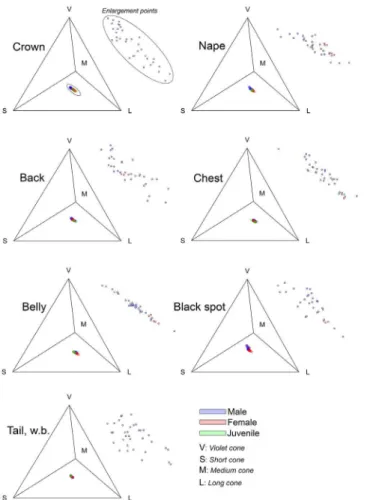 Fig 2. Tetrahedral colored space for seven Eared Dove body regions where significant differences between males, females and juveniles were observed