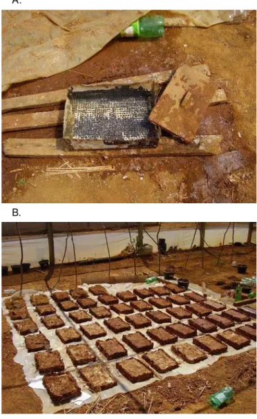 Figura 1 .  Fluxograma para o aproveitamento da casca de coco verde para a produção