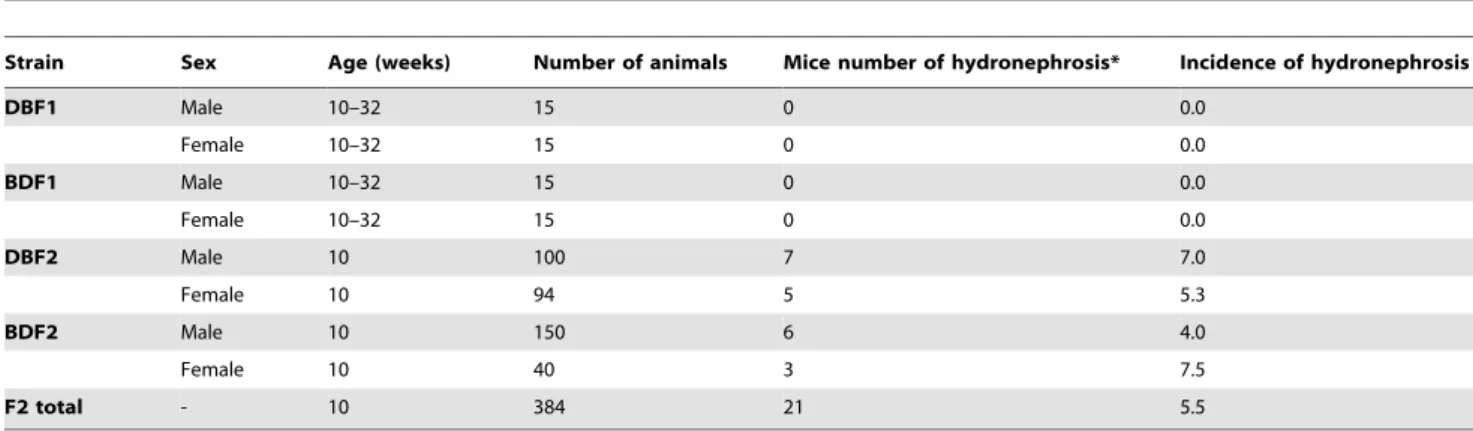 Table 1. Incidence of hydronephrosis in progenies between C57BL/6 and DBA/2 mice.