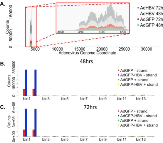 Fig 4. Mapping adenovirus-derived reads. A. Average reads per base (normalized to library size) from AdGFP-HBV 48hr (light grey), AdGFP-HBV 72hr (dark grey), AdGFP 48hr (green), and AdGFP 72hr (red) was plotted along the sequence of the pAdEasy-1 vector
