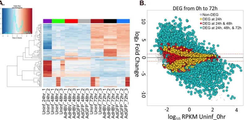 Fig 5. Differential-gene expression due to time in culture. A. The top 100 most variable genes across all samples were visualized by heatmap