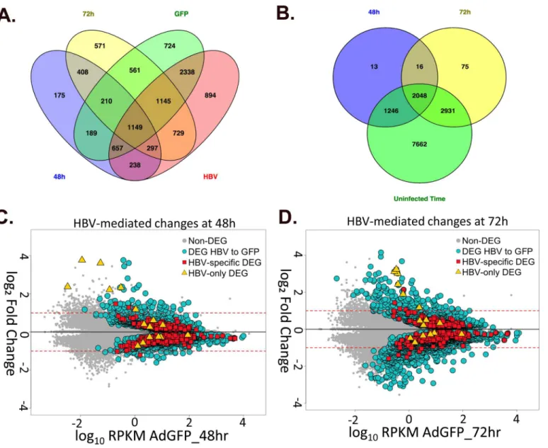 Fig 6. Overall analysis of HBV-mediated changes in gene expression. A. Venn diagram of DEG from AdGFP 48hr to AdGFP-HBV 48hr (blue), AdGFP 72hr to AdGFP-HBV 72hr (yellow), AdGFP 48hr to AdGFP 72hr (green) and AdGFP-HBV 48hr to AdGFP-HBV 72hr (red) comparis