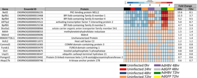 Fig 7. Description of HBV-only subset of differentially expressed genes. Gene name, Ensembl ID, and associated protein name are given for genes within the HBV-only subset of genes