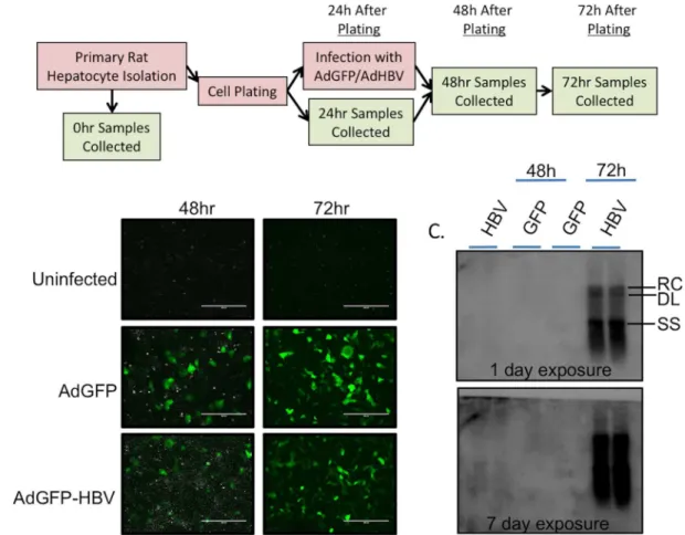 Fig 1. Confirmation of experimental system. A. Experimental setup for primary dataset