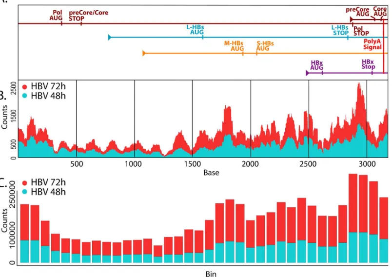 Fig 3. Mapping HBV-derived reads. A. HBV transcripts were aligned based on the location of the shared polyA signal plus an additional 10 bases