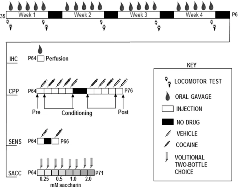 Fig 2. Timeline for adolescent drug exposure via oral gavage for experiments characterizing the effects of caffeine-mixed alcohol on drug related behaviors