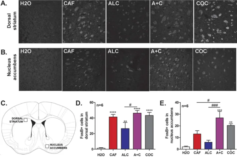 Fig 4. Adolescent exposure to caffeine-mixed alcohol during adolescence significantly increases Δ FosB expression levels in the nucleus accumbens similar to cocaine