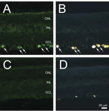 Figure 3. Expression of Nell2 splicing variants in the retina. A.