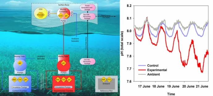 Figure 1. Schematic of the system and study design (left), see text for details; (right) the pH (total scale) inside the enclosures and in ambient during the week-long transition to the targeted offset ( − 0.25 units).