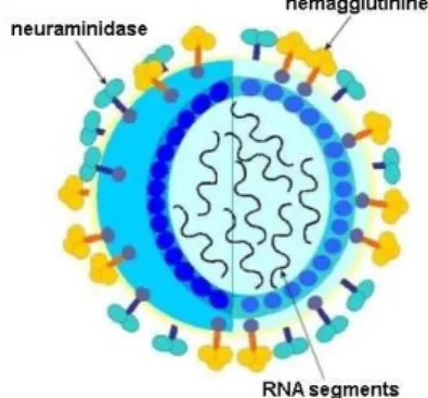 Fig. 1. An overview of the structure of Influenza A virus.