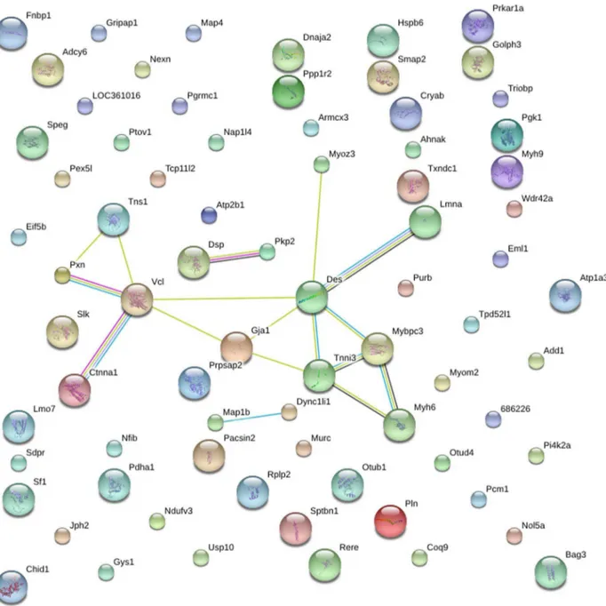 Figure 4. STRING analysis reveals protein interaction networks in heart phosphoproteome in NC/NS comparison group
