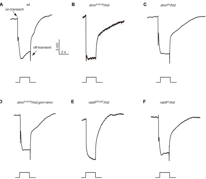 Fig 5. Reduced on- and off-transients in dmn and rab6 mutants. ERG response of (A) control, (B) dmn K16109 /hid (ey-flp Rh1::GFP; FRT42D dmn K16109 / FRT42D GMR-hid CL), (C) precise p-element excised dmn ex /hid (ey-flp Rh1::GFP; FRT42D dmn ex / FRT42D GMR