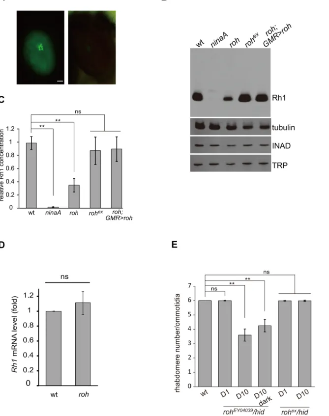 Fig 6. roh mutation results in Rh1 decrease. (A) GFP fluorescence of one-day old wild-type (left panel) and roh EY04039 (right panel) flies showing a reduction in Rh1-GFP