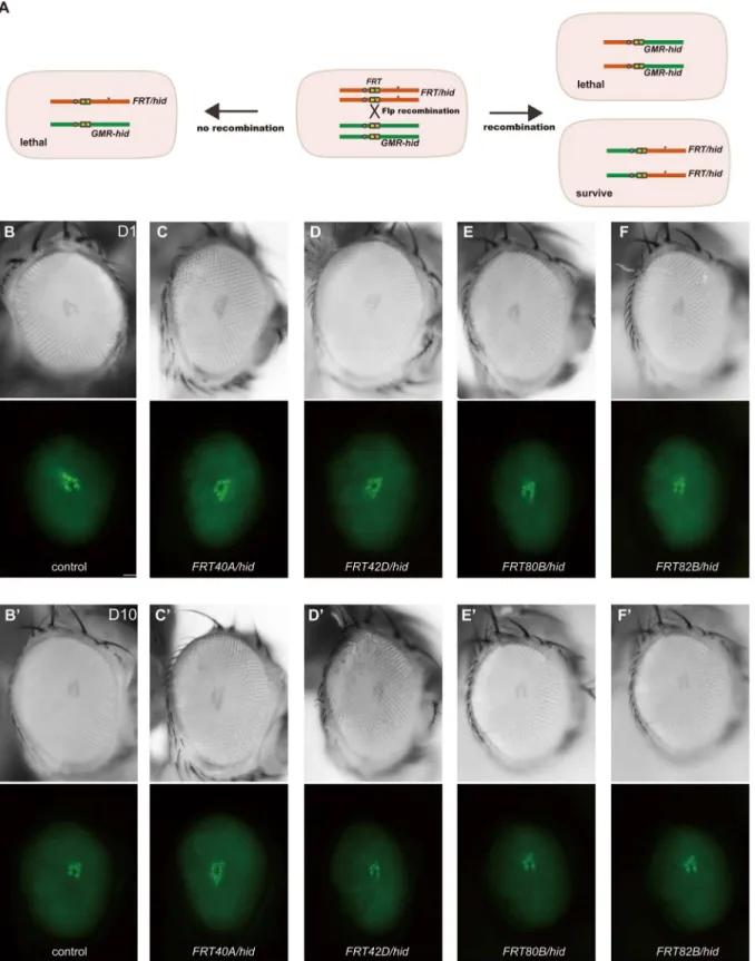Fig 2. Application of the ey-flp/hid method in Rh1::GFP background fly. (A) Schematic diagram of mitotic recombination occurring in eye precursor cells with the Rh1::GFP ey-flp/hid method