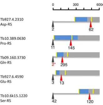 Figure 4 D–E). Interestingly we detected a shift towards longer UTRs in the long slender bloodstream form when compared to the procyclic form