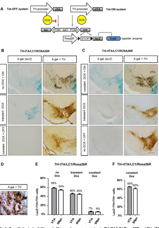 Fig 1. Specificity, inducibility and efficacy of gene expression in TH-tTA/LC1/Rosa26R and TH-rtTA/
