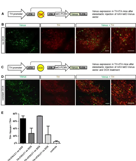Fig 2. Cre independent adult gene expression in DA neurons of TH-tTA and TH-rtTA mice using a AAV-tetO-Venus vector