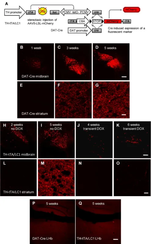 Fig 4. Efficient fluorescent labeling of DA neurons and their axons in AAV-LSL-mCherry injected DA neuron-specific Cre mice