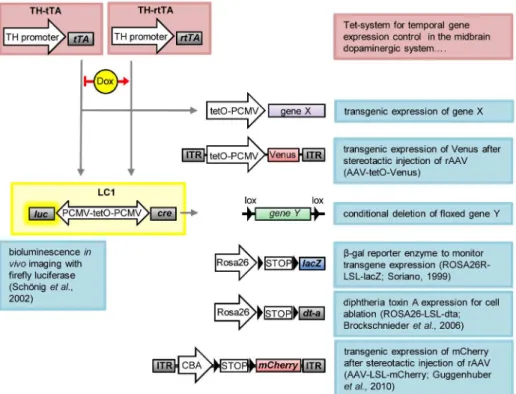 Fig 6. Schematic overview of utilized transgenic mice and recombinant AAV (rAAV) constructs