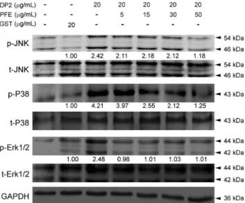 Figure 5. PFE elevated cytosolic I k B a and diminished nuclear NF- k B in DP2-stimulated BEAS-2B cells