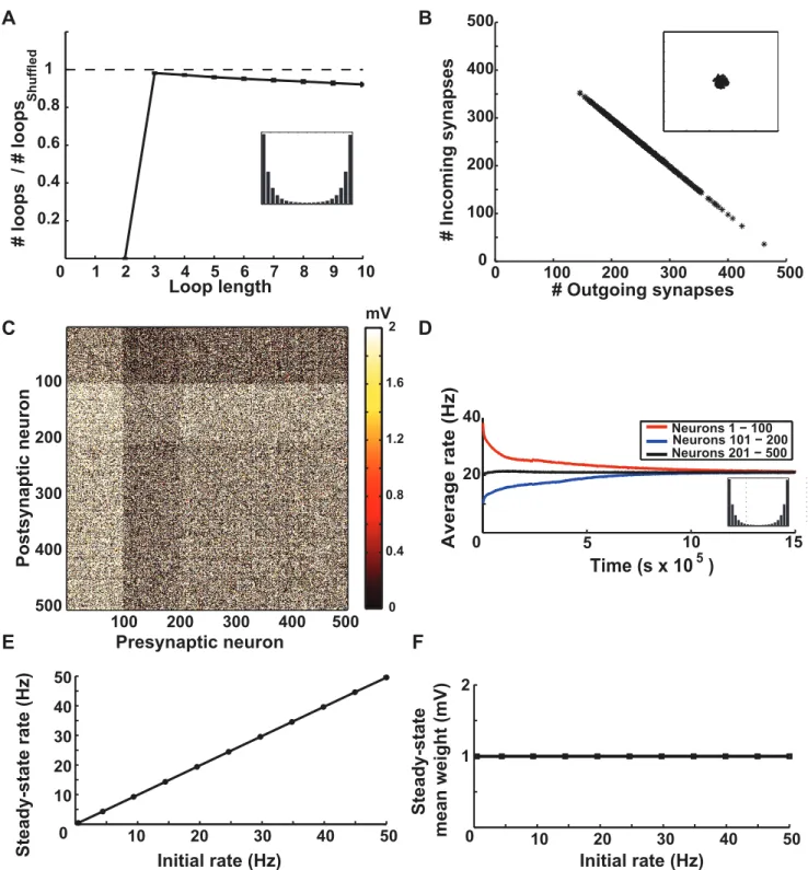Figure 3. Simulation results for a network with balanced STDP. A. The number of loops in the steady-state weight matrix, divided by the number of loops in a shuffled version of this matrix, as a function of the length of the loop