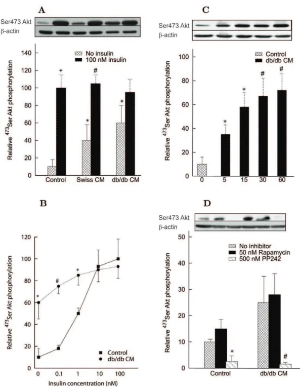 Figure 2. Effect of conditioned medium (CM) on 473 Ser Akt phosphorylation in differentiated L6 myotubes