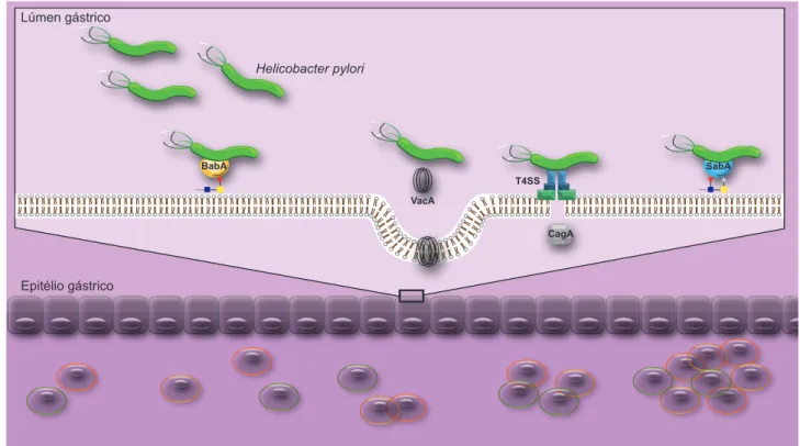 Figura 2 – Colonização da mucosa gástrica pela Helicobacter pylori: A adesina BabA é a principal responsável pela adesão da bactéria  à mucosa gástrica mediando a interação com estruturas fucosiladas do tipo 1 (Le b , H tipo 1)