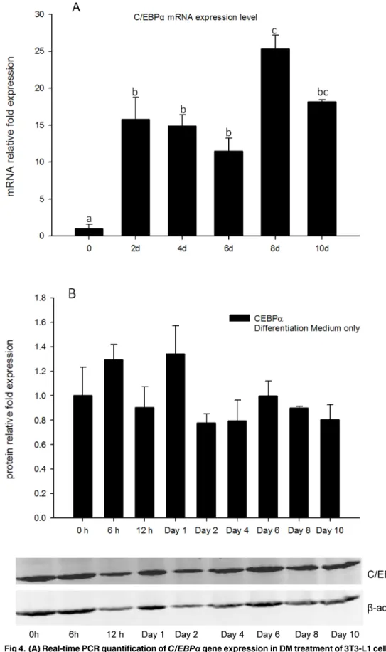 Fig 4. (A) Real-time PCR quantification of C/EBPα gene expression in DM treatment of 3T3-L1 cells on days 0, 2, 4, 6, 8, and 10 with EEF2 used as endogenous control ( ∆ Ct)