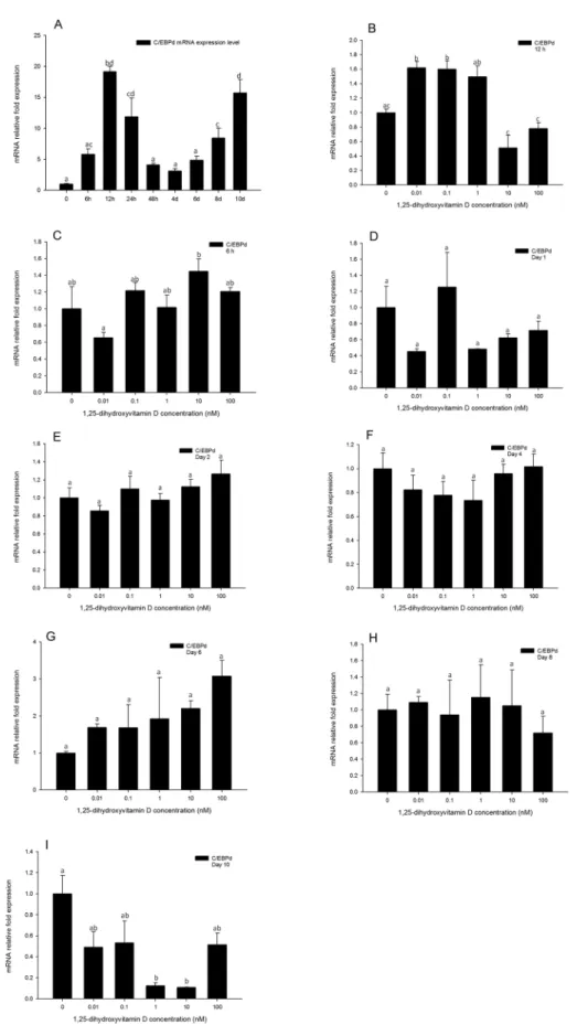 Fig 8. Real-time PCR quantification of C/EBPδ gene expression in 3T3-L1 cells (A): in the positive control treatment (DM) at 0, 6, and 12 h, and days 1, 2, 4, 6, 8, and 10