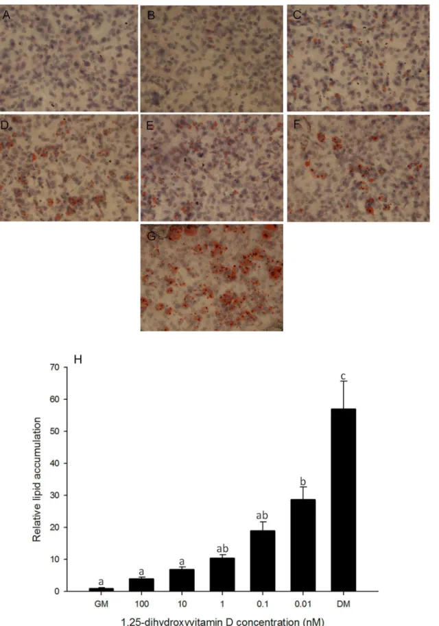 Fig 1. Oil Red O staining in 3T3-L1 cells. Cells were treated with basal growth medium (GM) (A) or differentiation medium plus different concentrations of 1, 25 - (OH) 2 D 3 , 100 nM (B), 10 nM (C), 1 nM (D), 0.1 nM (E) or 0.01 nM (F) or differentiation me