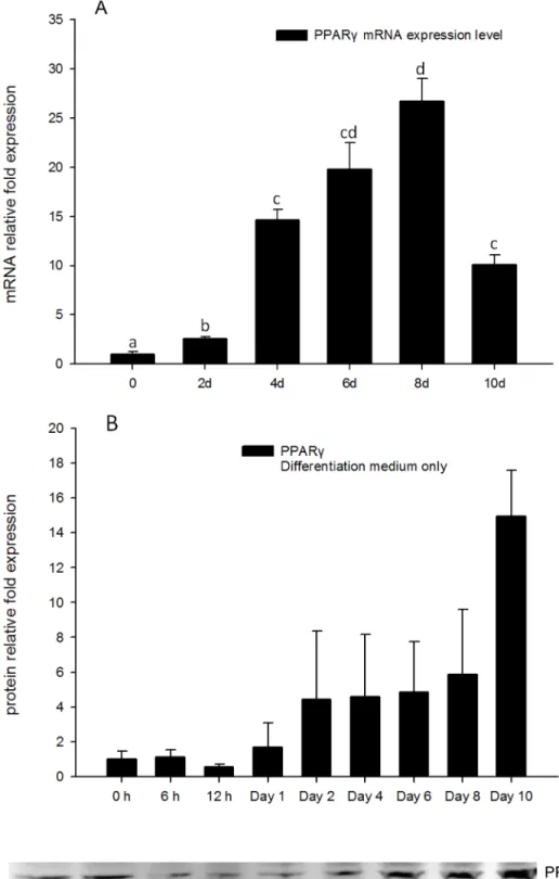 Fig 2. (A) Real-time PCR quantification of PPARγ gene expression in DM treatment of 3T3-L1 cells on days 0, 2, 4, 6, 8, and 10 with EEF2 used as endogenous control ( ∆ Ct)