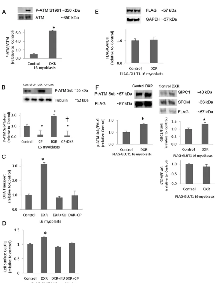 Figure 2. ATM activation enhances GLUT1 cell surface localization, GLUT1-mediated transport, and the GLUT1/GIPC1 interaction.