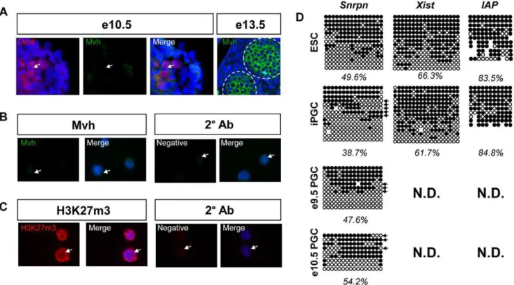 Figure 2. iPGCs have characteristics of pre-gonadal, pre-reprogrammed in vivo PGCs. A: Immunofluorescence of pre-gonadal e10.5 PGCs stained for Oct4 (red) and Mvh (green)