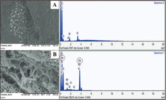 Figure 1 shows the results of SEM and EDX  analyses on the GAC before and after modification