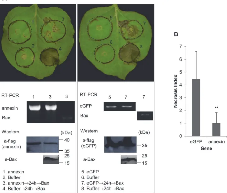 Fig 5. Suppression of BT-PCD by Ha-ANNEXIN. (A) Assay for the suppression of BAX-triggered cell death (BT-PCD) in Nicotiana benthamiana by Ha- Ha-ANNEXIN