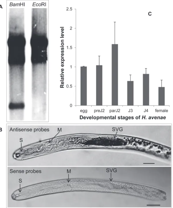 Fig 2. Southern blot, in situ hybridization and developmental expression pattern analysis of Ha-annexin