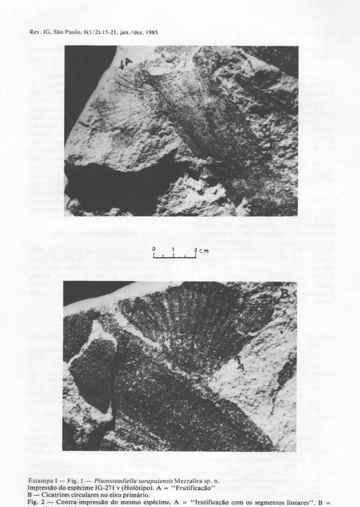 Fig. 2 - Contra-impressão do mesmo espécime. A = &#34;frutificação com os segmentos lineares&#34;