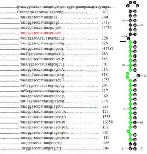 Figure 3. Details of ipu-miR-462 isomiRs including sequence counts. A portion of the miRNA precursor, multiple isomiRs (each with more than 99 counts) with their sequence counts and the pre-miRNA secondary structure with dominant cleavage sites are present